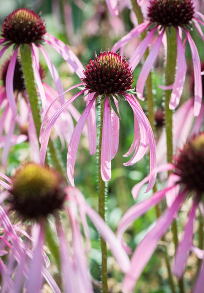 Jeżówka blada Echinacea pallida