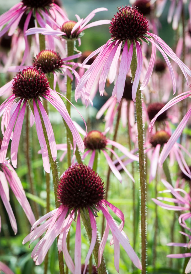 Jeżówka blada Echinacea pallida