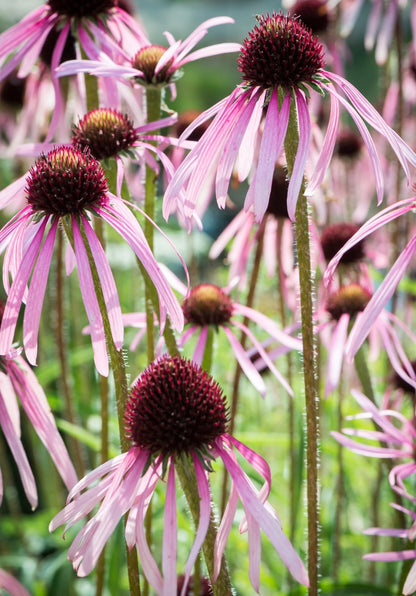 Jeżówka blada Echinacea pallida
