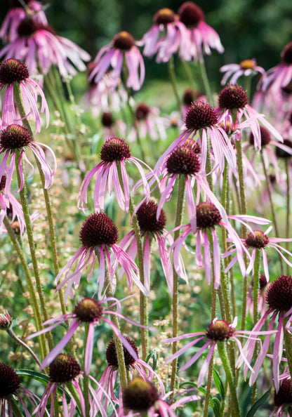 Jeżówka blada Echinacea pallida