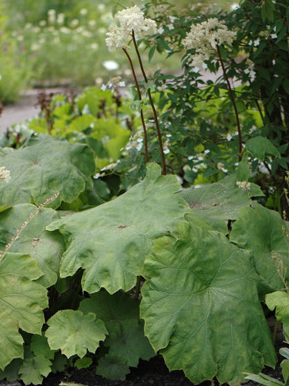 Astilboides azjatycki Astilboides tabularis