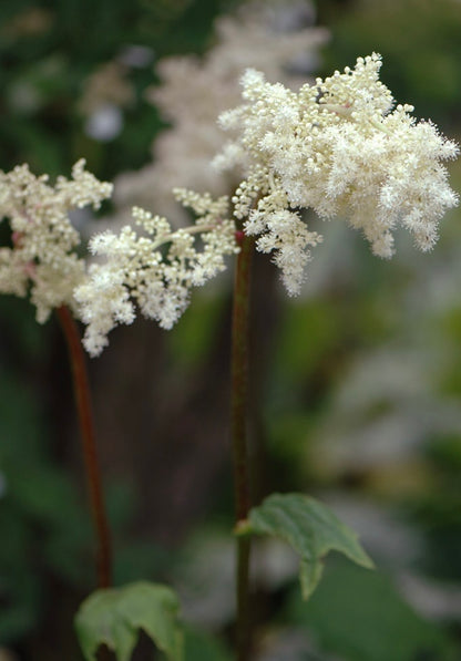 Astilboides azjatycki Astilboides tabularis
